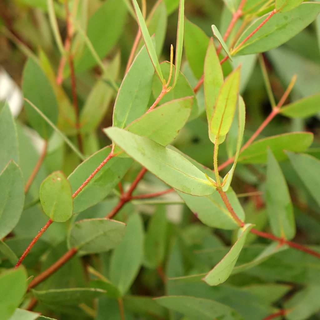 Kiiltoeukalyptus - Eucalyptus nitida
