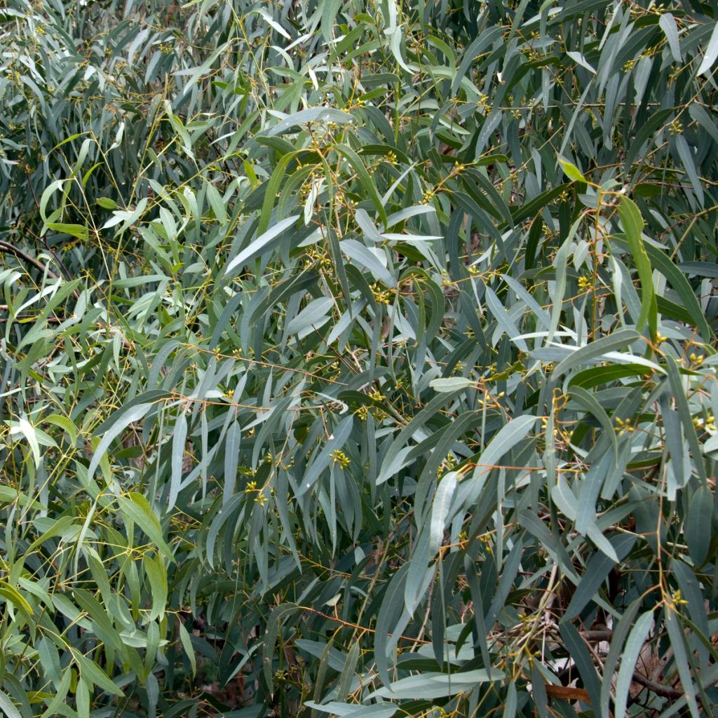 Hopeaeukalyptus Wadbilliga