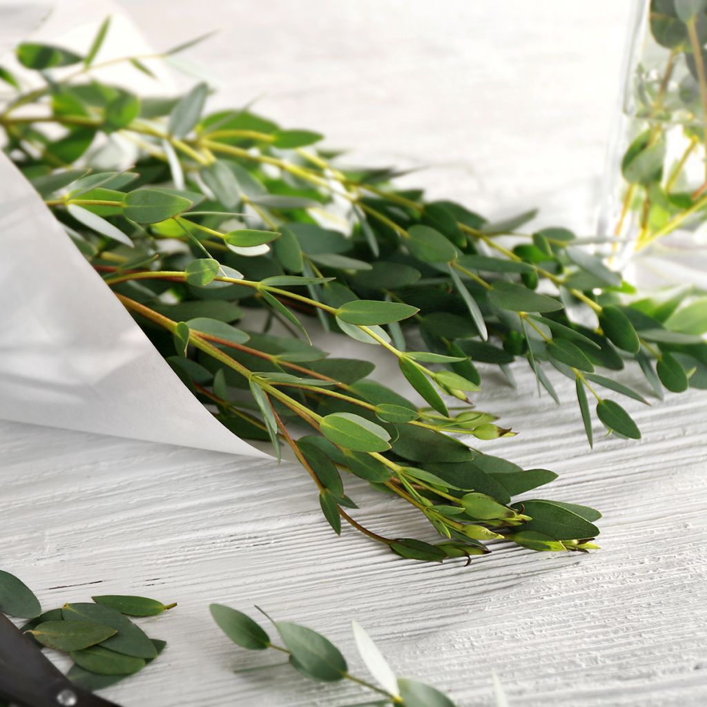 Utueukalyptus - Eucalyptus parvula