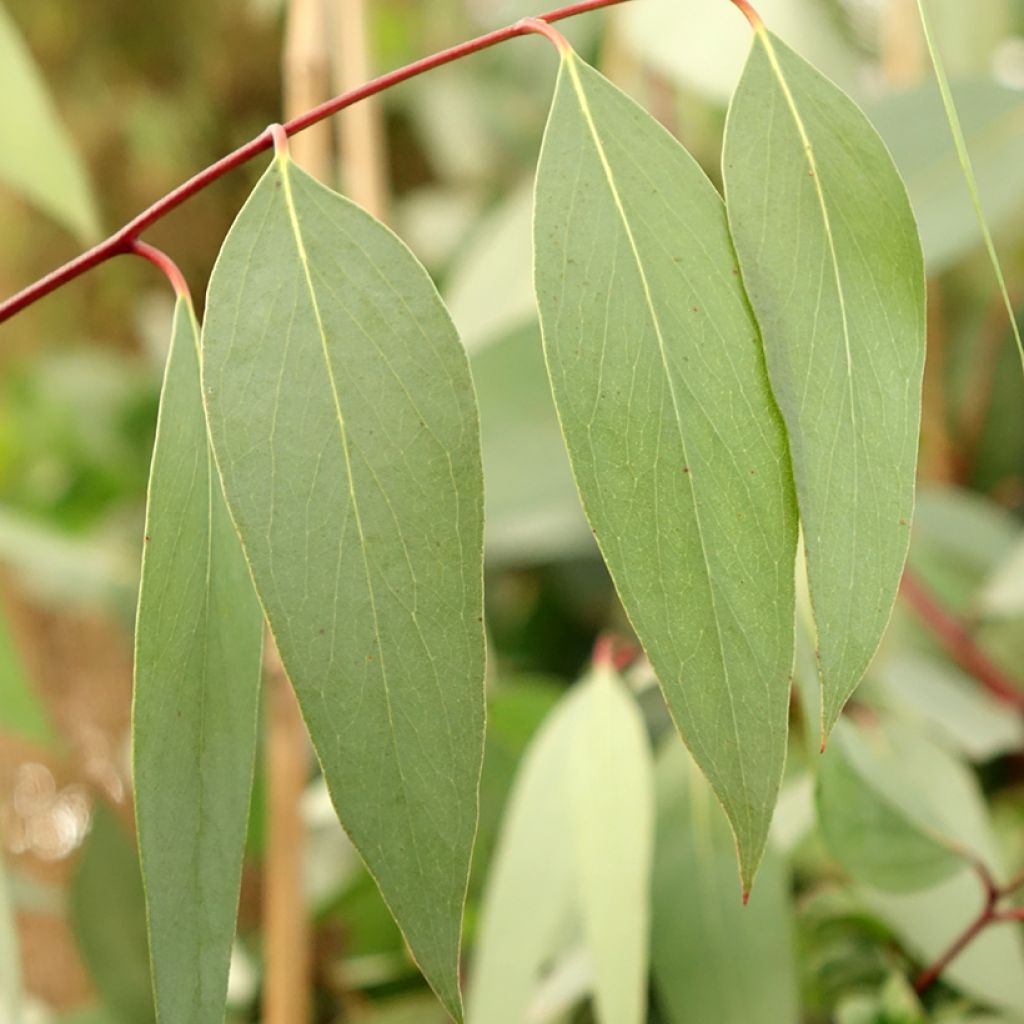 Hopeaeukalyptus Mt Bogong