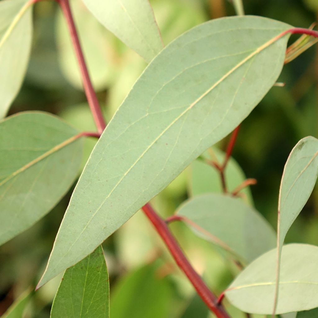 Hopeaeukalyptus Mt Bogong