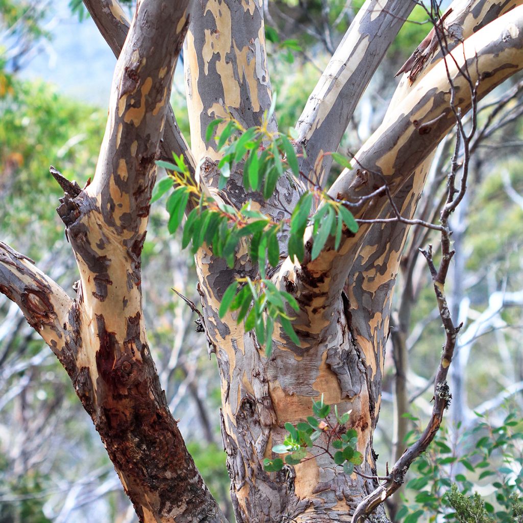 Hopeaeukalyptus Adaminaby