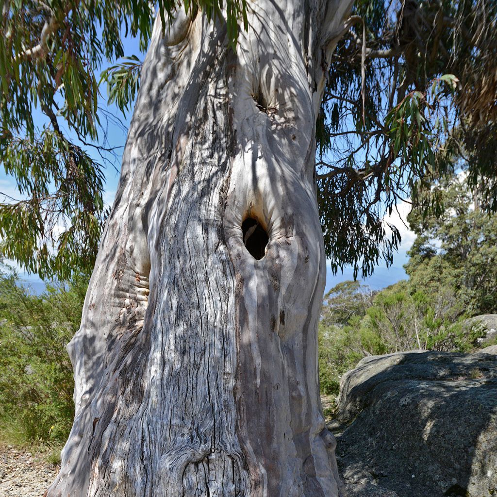 Hopeaeukalyptus Buffalo
