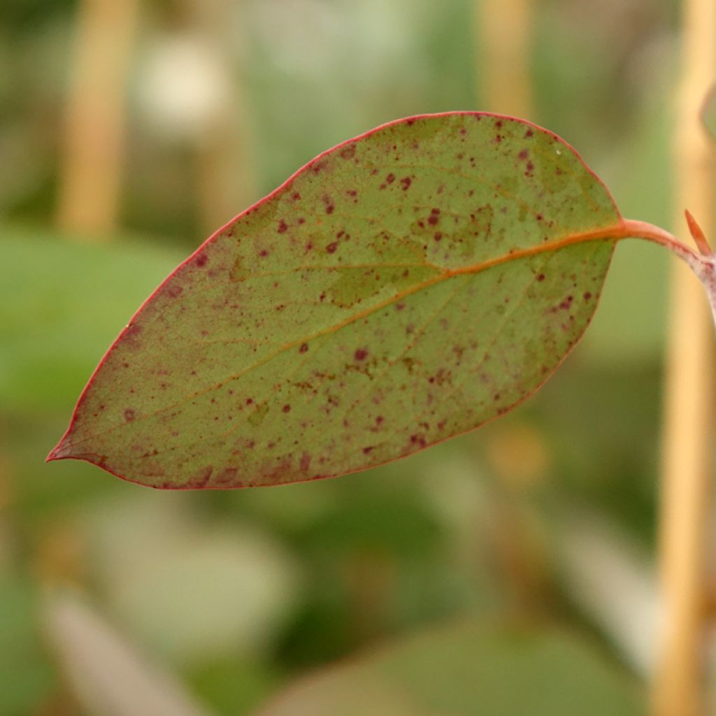 Hopeaeukalyptus Buffalo
