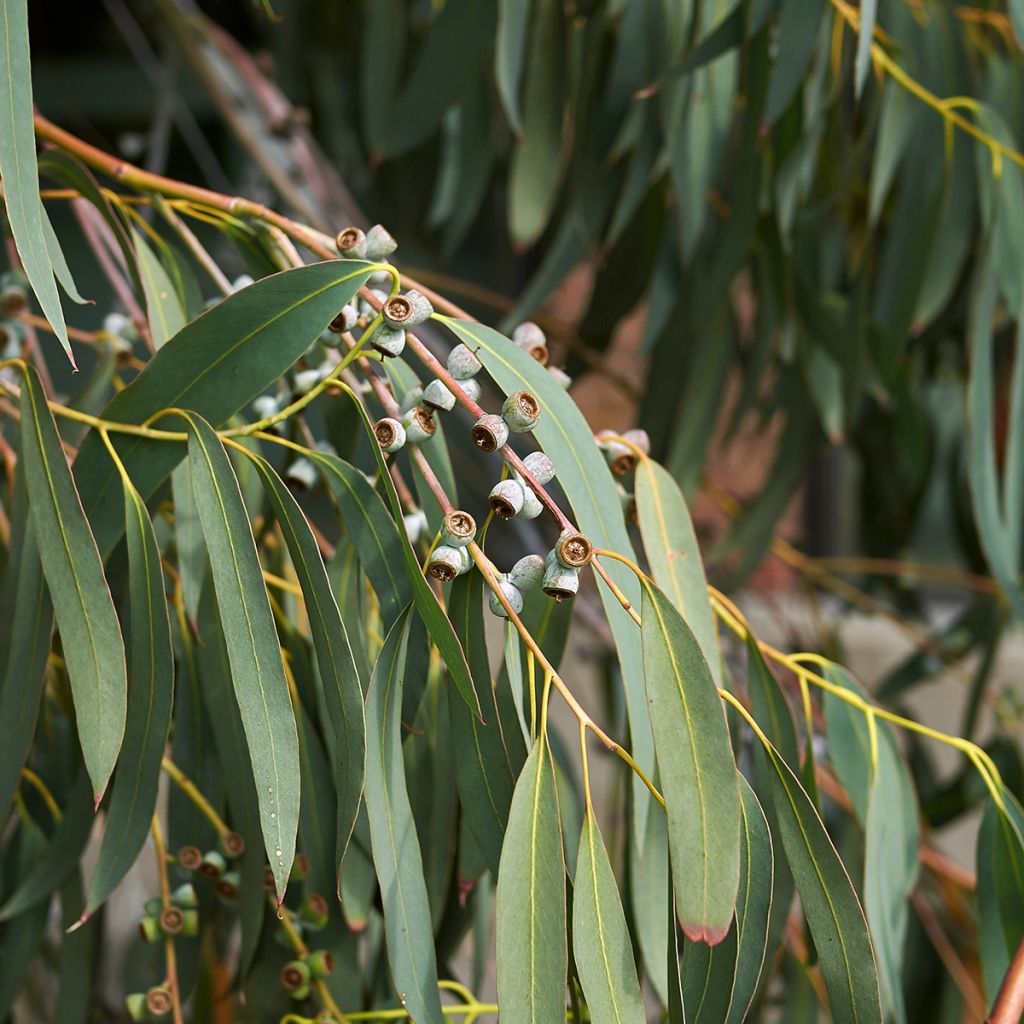 Hopeaeukalyptus - Eucalyptus perriniana