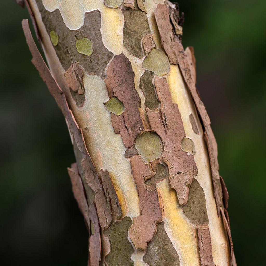 Hopeaeukalyptus - Eucalyptus perriniana