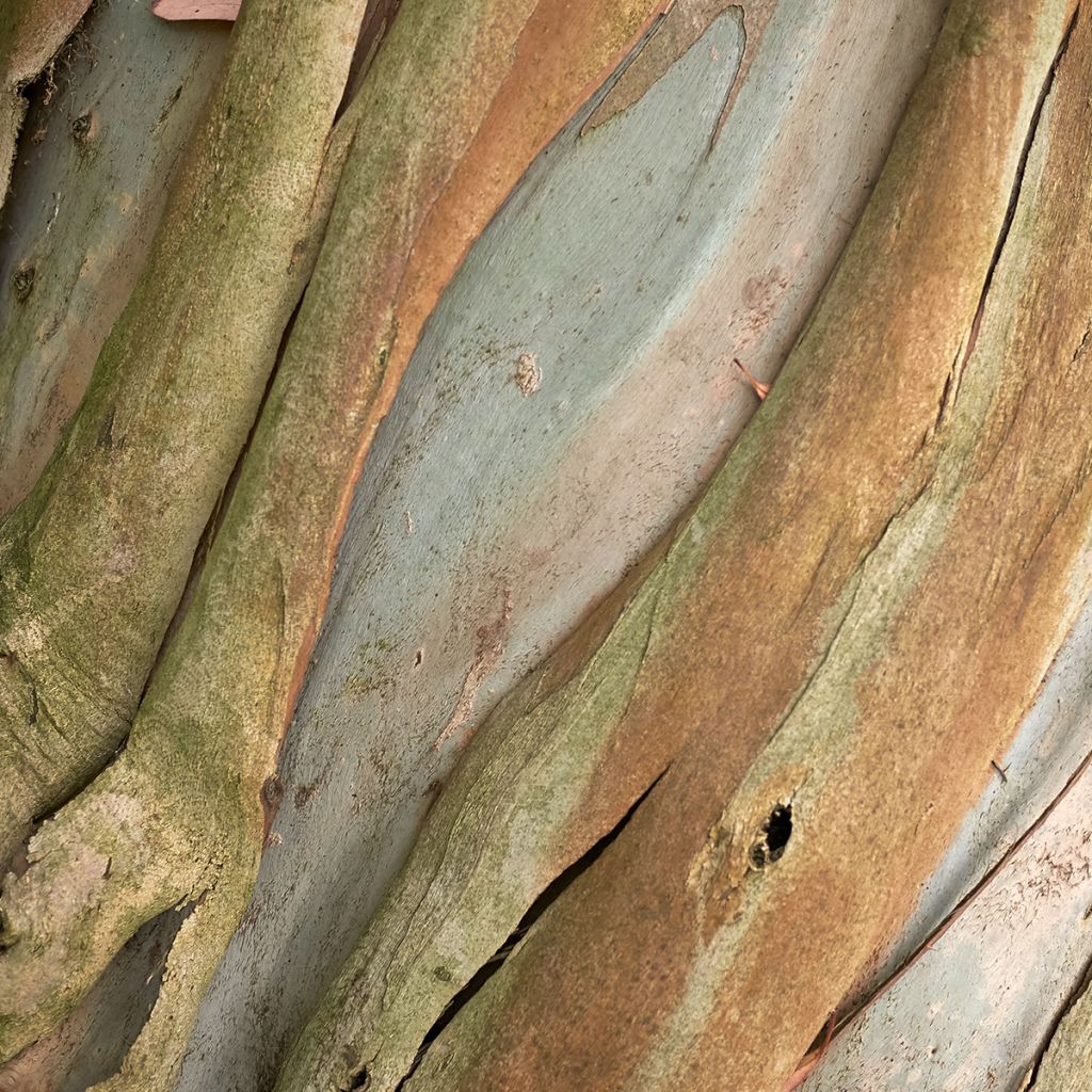 Hopeaeukalyptus - Eucalyptus perriniana