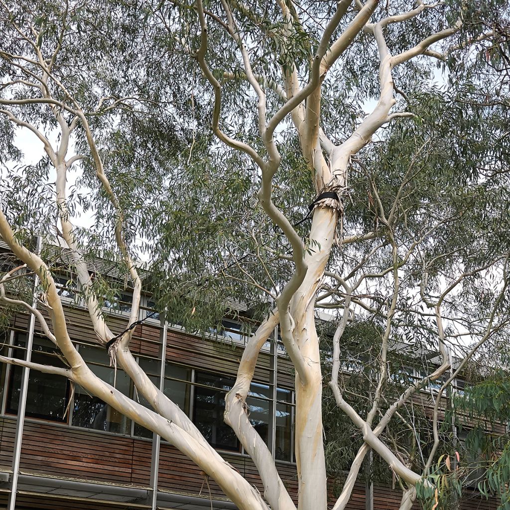 Hopeaeukalyptus - Eucalyptus perriniana