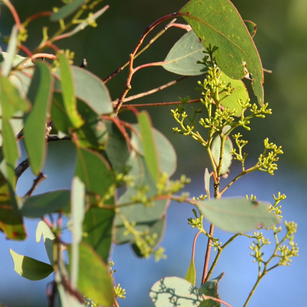 Pennieukalyptus - Eucalyptus polyanthemos