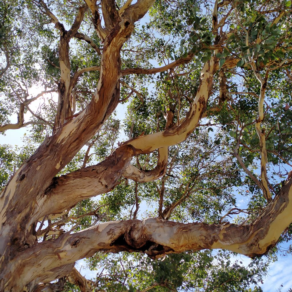 Pennieukalyptus - Eucalyptus polyanthemos