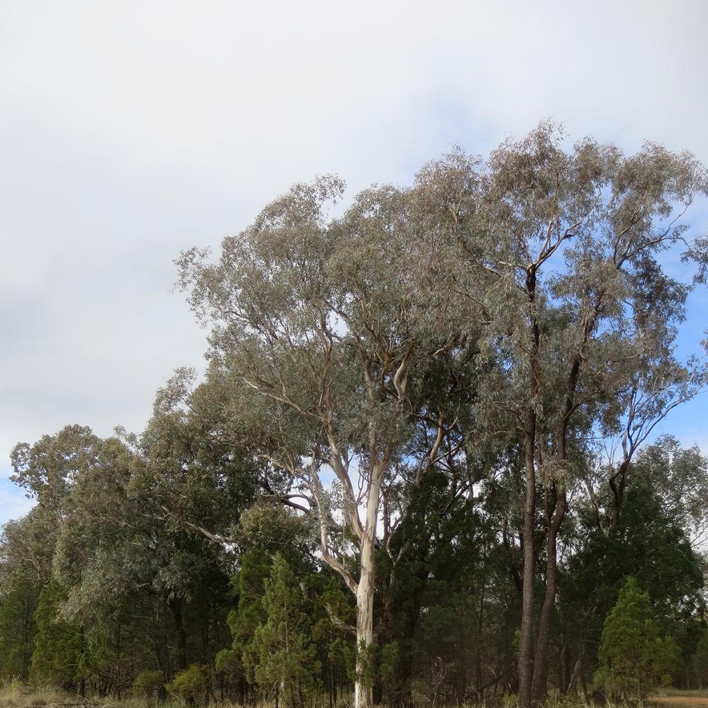 Pennieukalyptus - Eucalyptus polyanthemos