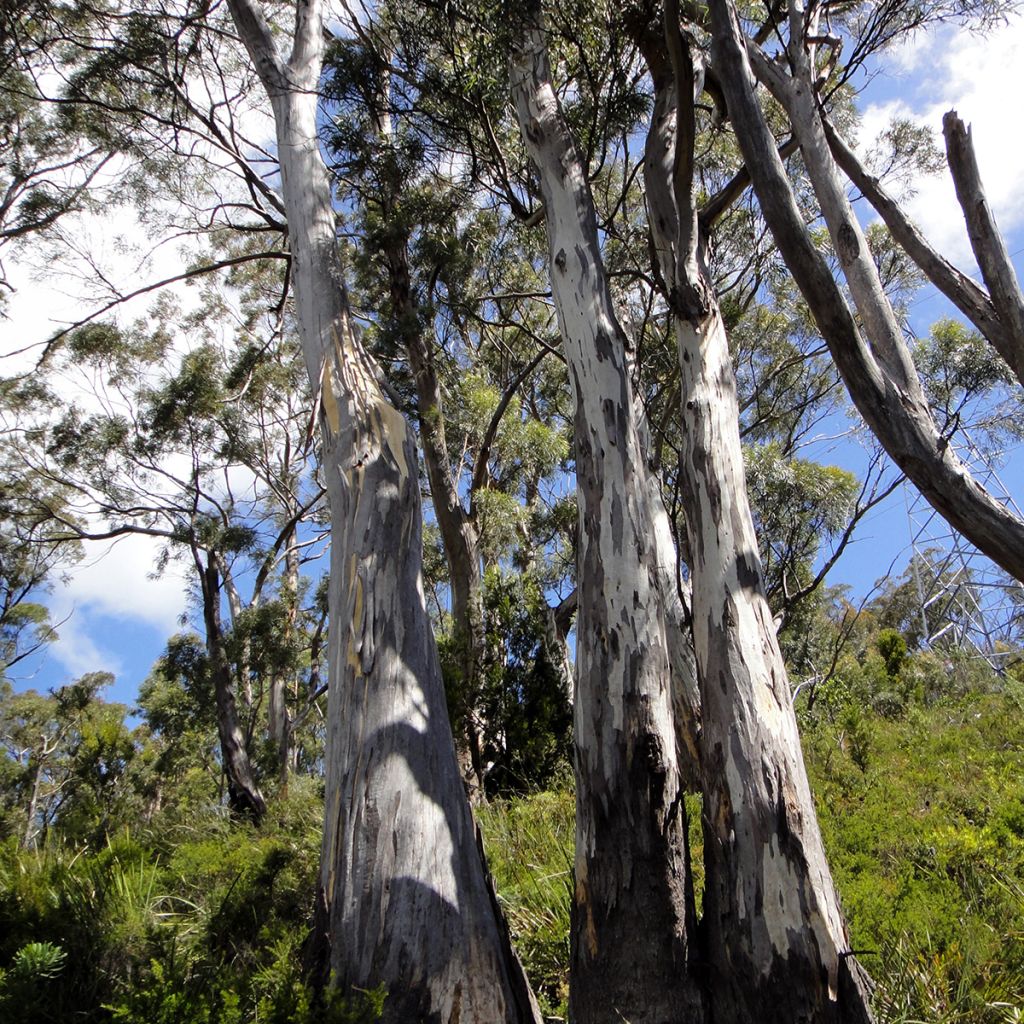 Hopeaeukalyptus - Eucalyptus pulchella