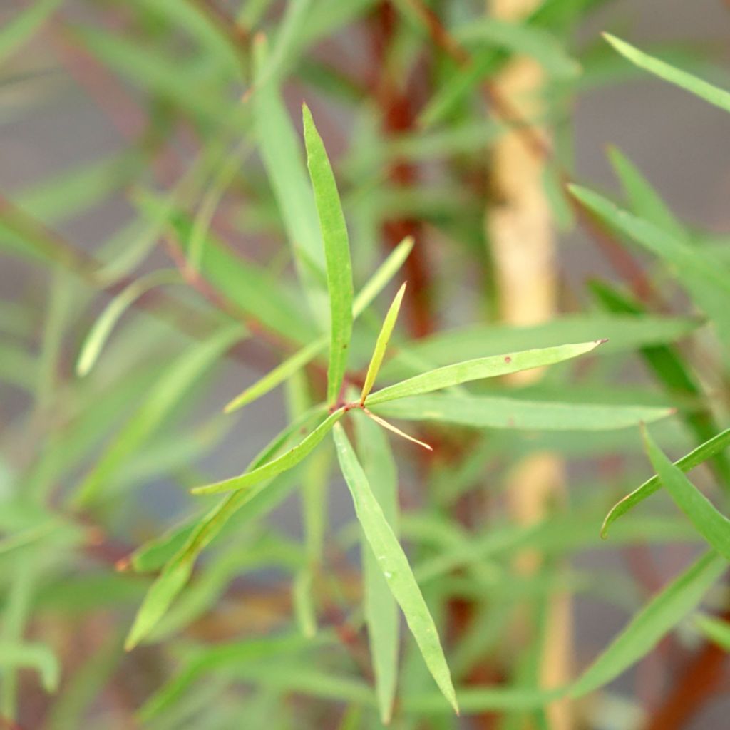 Hopeaeukalyptus - Eucalyptus pulchella