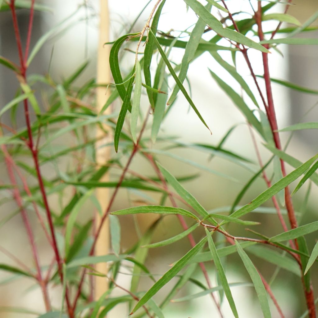 Hopeaeukalyptus - Eucalyptus pulchella