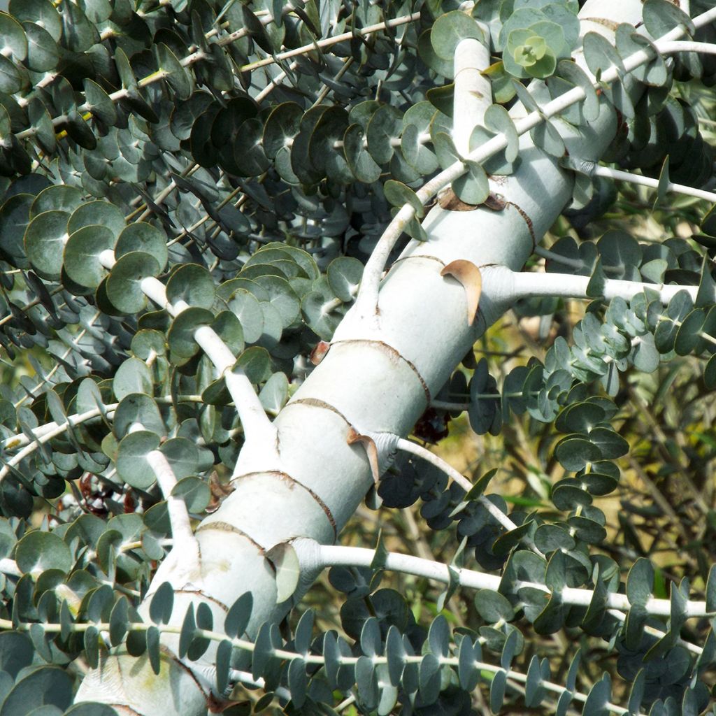 Hopeaeukalyptus - Eucalyptus pulverulenta