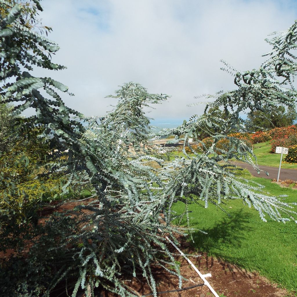 Hopeaeukalyptus - Eucalyptus pulverulenta