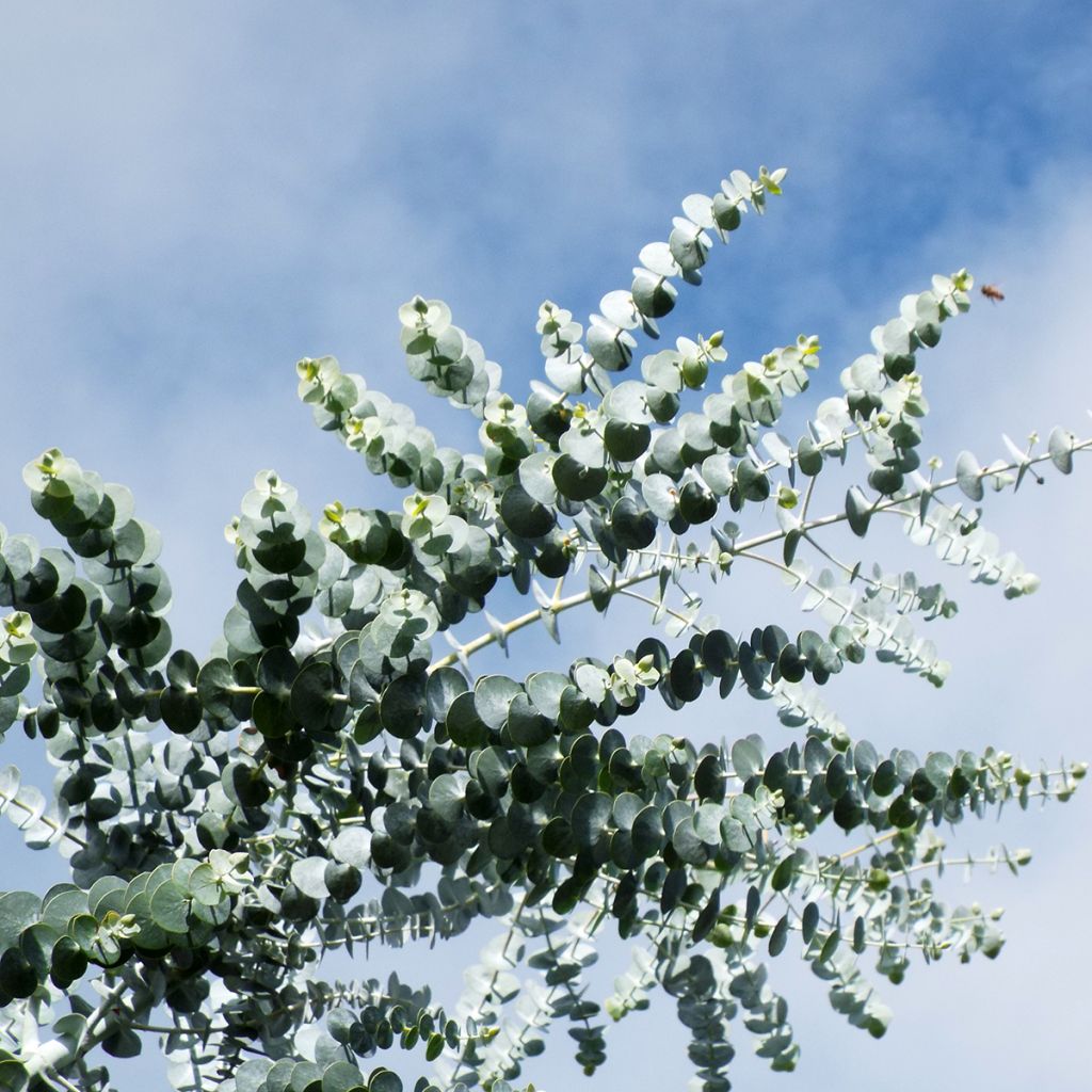 Hopeaeukalyptus - Eucalyptus pulverulenta