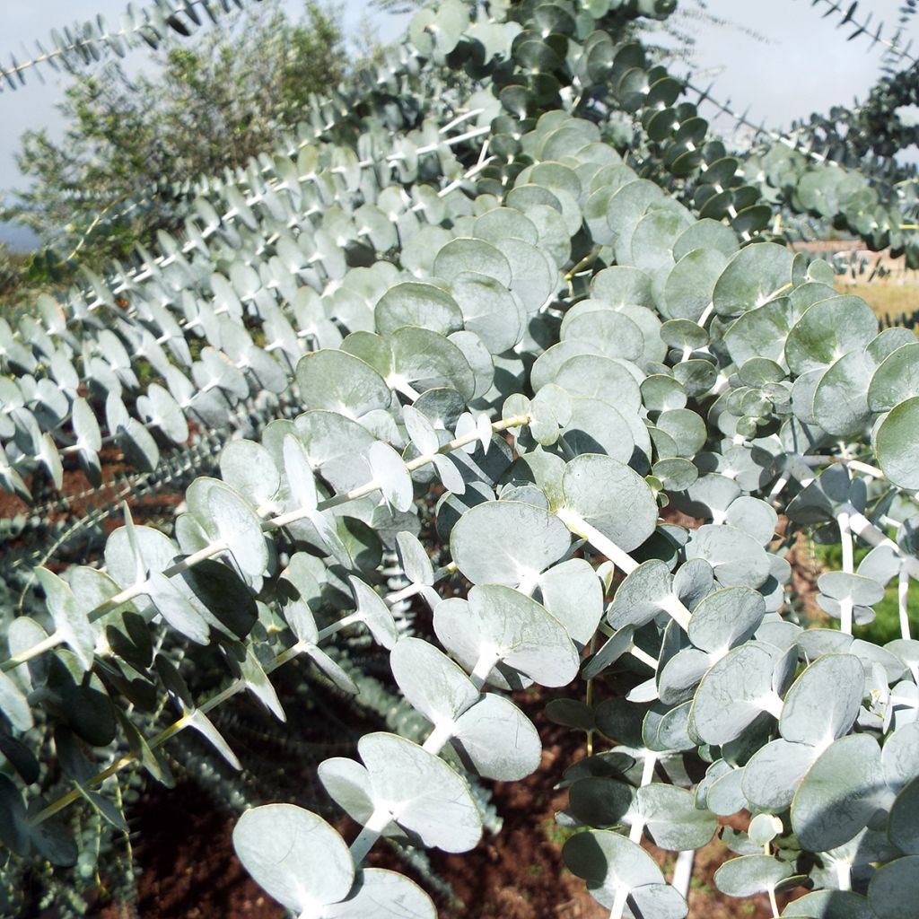Hopeaeukalyptus - Eucalyptus pulverulenta