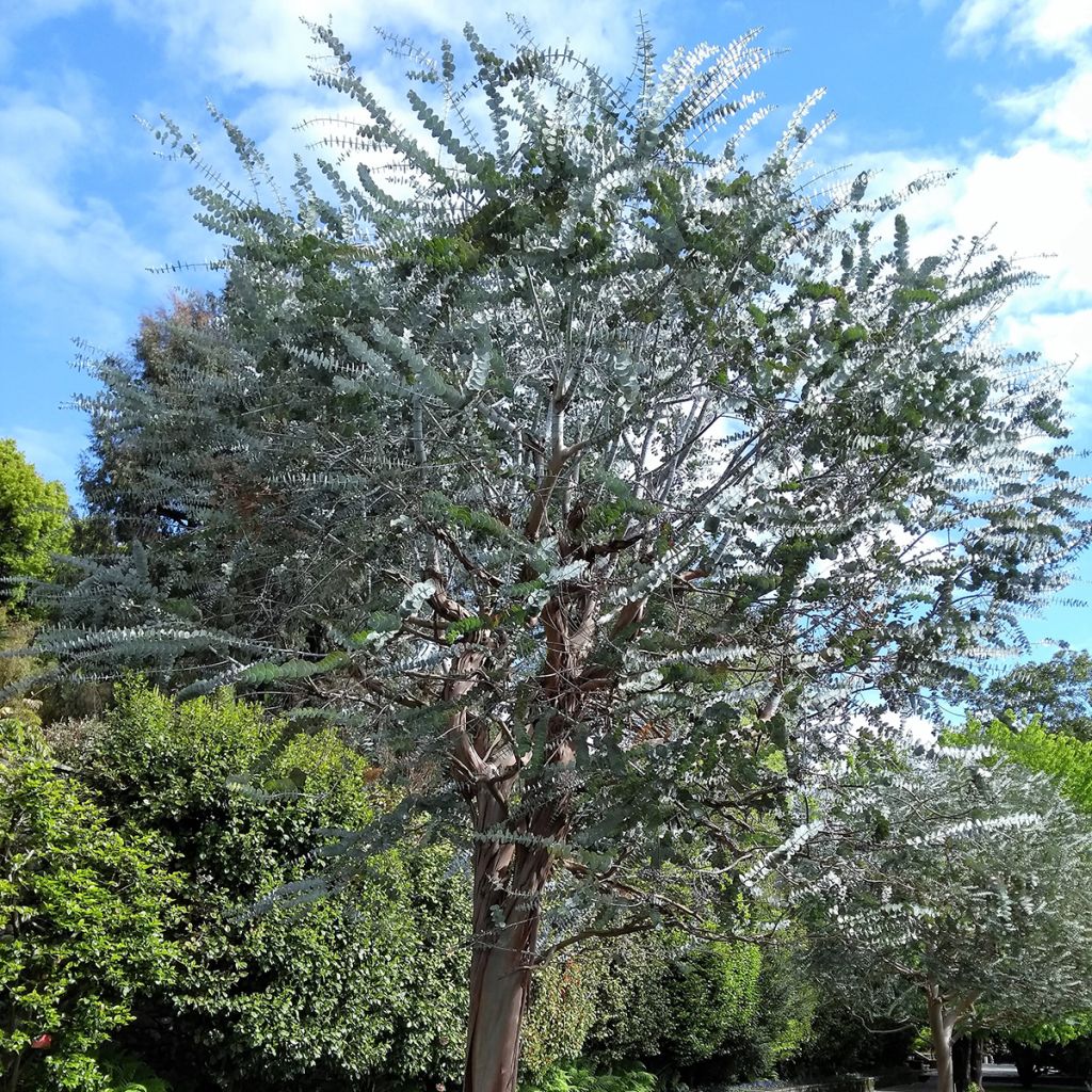 Hopeaeukalyptus - Eucalyptus pulverulenta