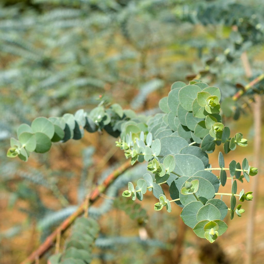 Hopeaeukalyptus - Eucalyptus pulverulenta