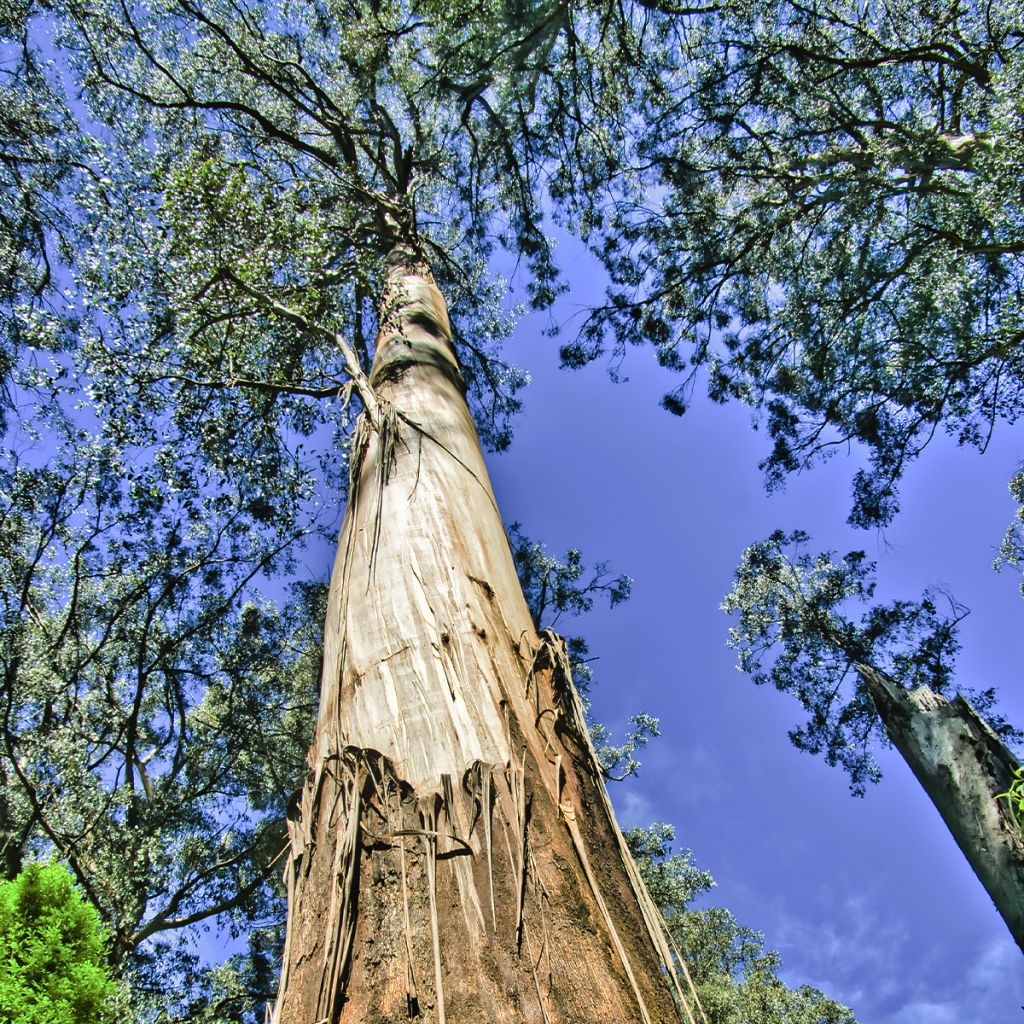 Kuningaseukalyptus - Eucalyptus regnans