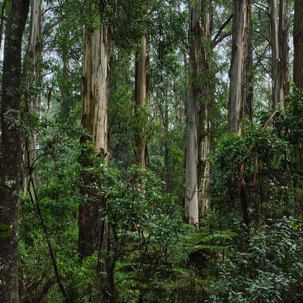 Kuningaseukalyptus - Eucalyptus regnans