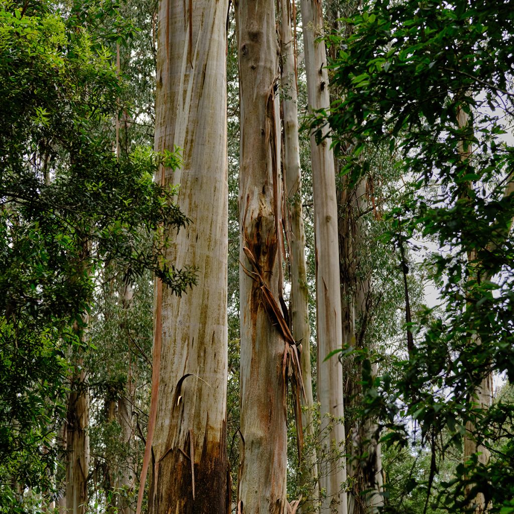 Kuningaseukalyptus - Eucalyptus regnans