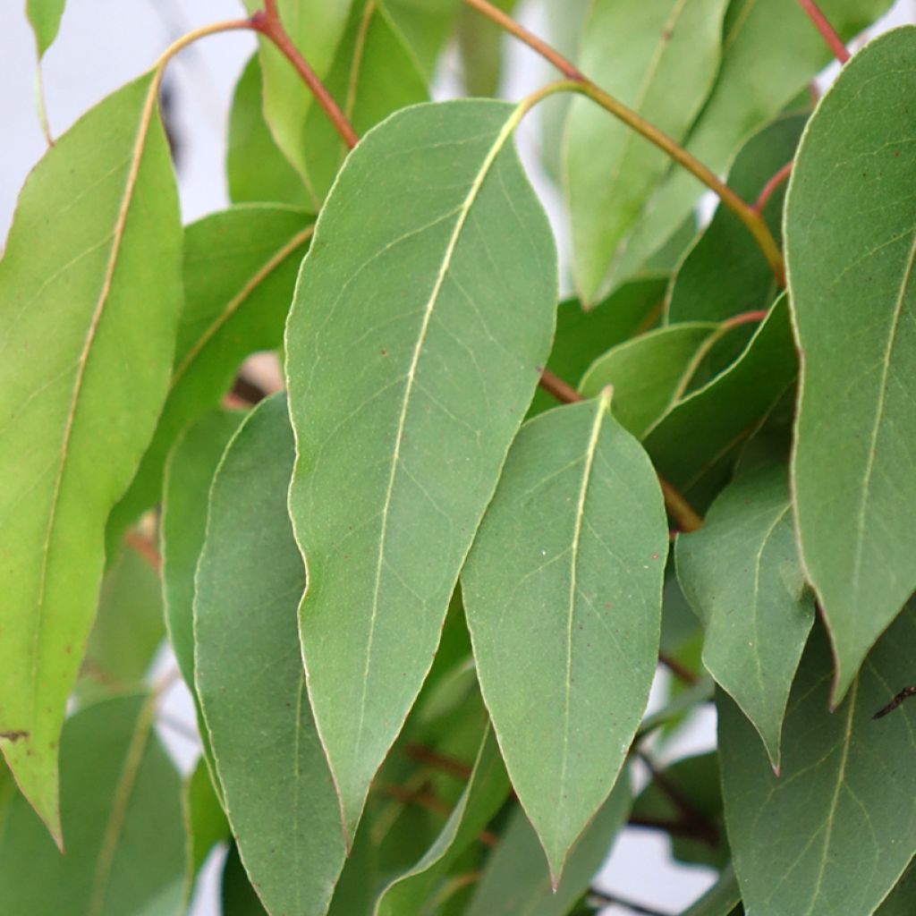 Kuningaseukalyptus - Eucalyptus regnans