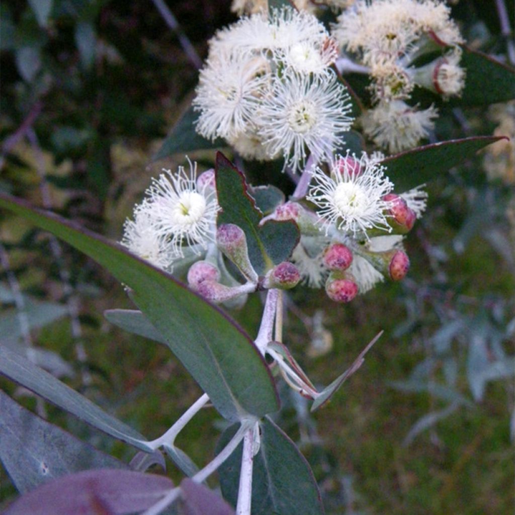 Hopeaeukalyptus - Eucalyptus risdonii