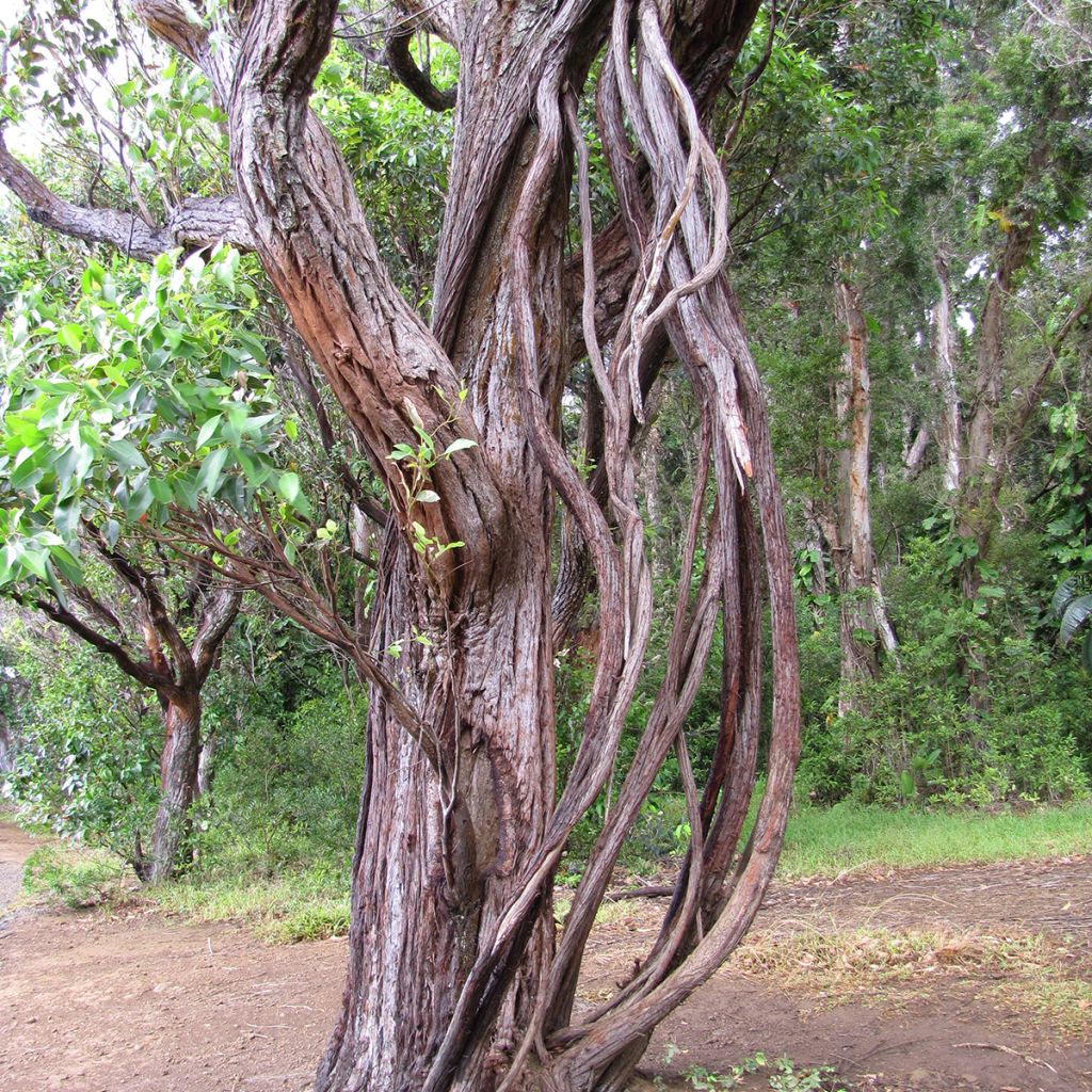 Viimaeukalyptus - Eucalyptus robusta