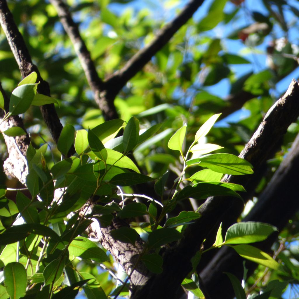 Viimaeukalyptus - Eucalyptus robusta