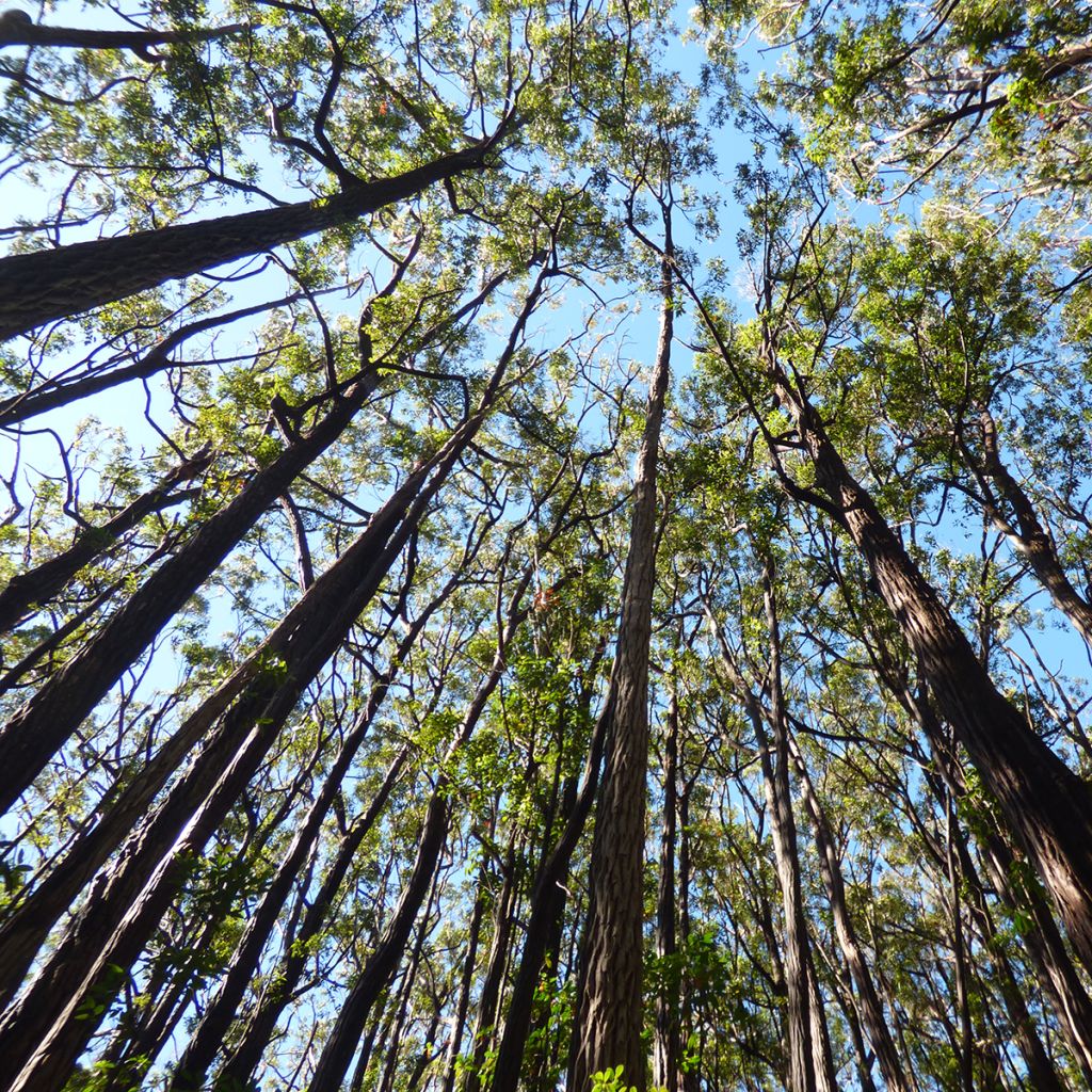 Viimaeukalyptus - Eucalyptus robusta
