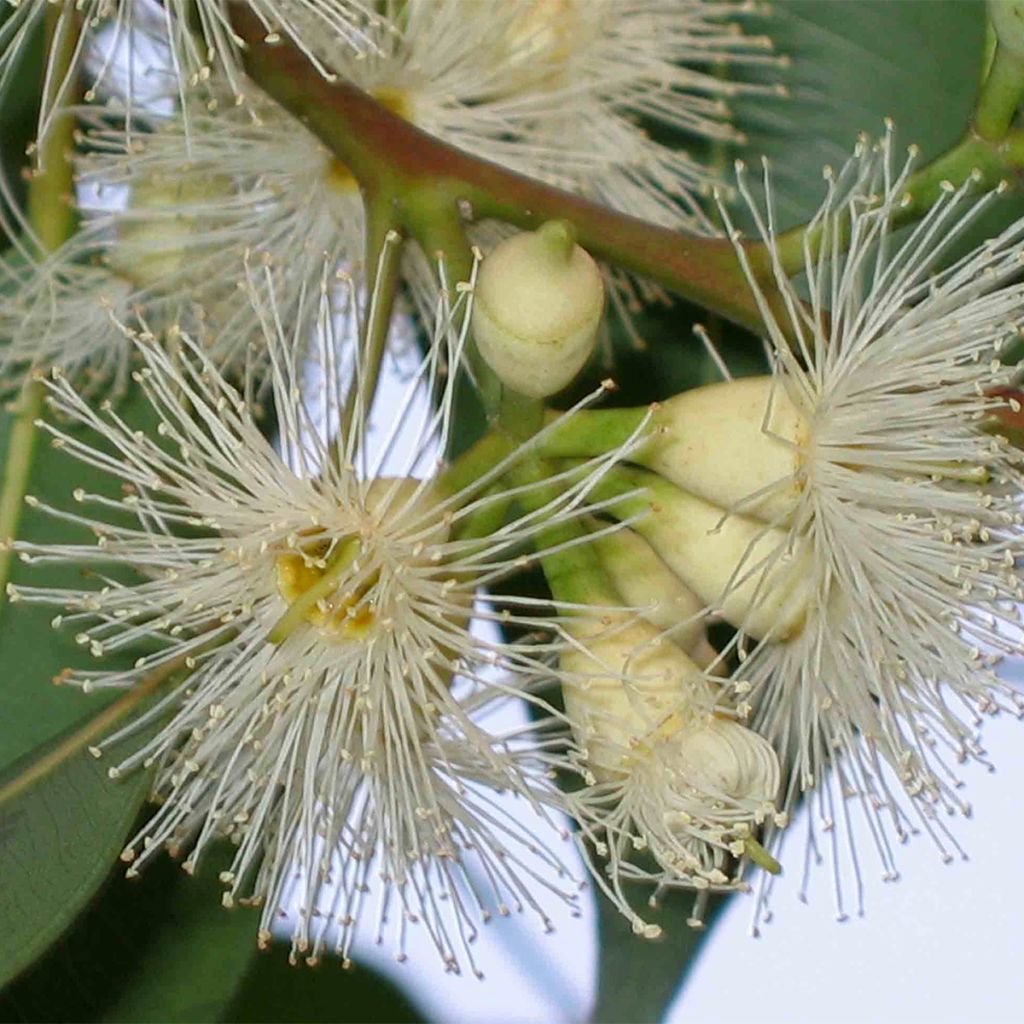 Viimaeukalyptus - Eucalyptus robusta