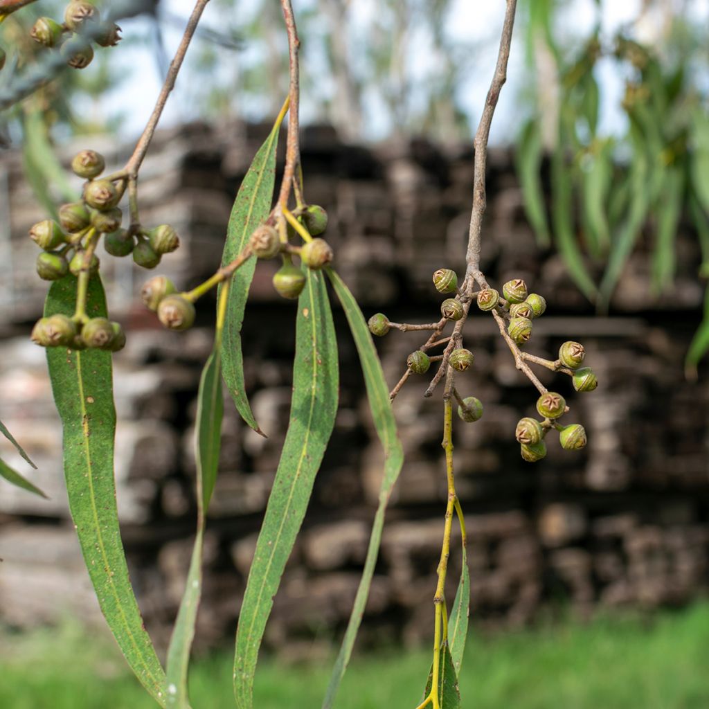 Viimaeukalyptus - Eucalyptus robusta