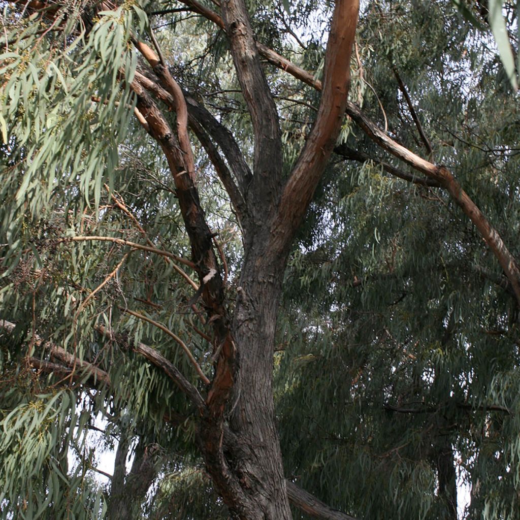Hopeaeukalyptus - Eucalyptus rodwayi