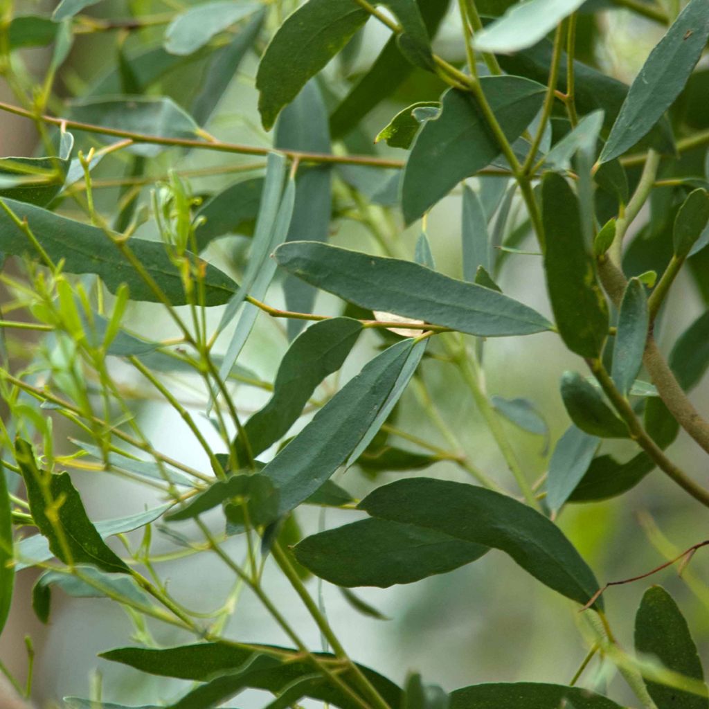 Hopeaeukalyptus - Eucalyptus rodwayi