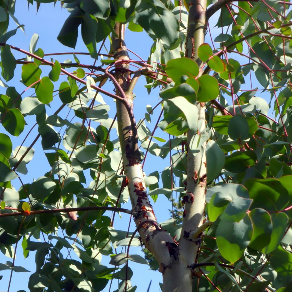Hopeaeukalyptus - Eucalyptus rubida
