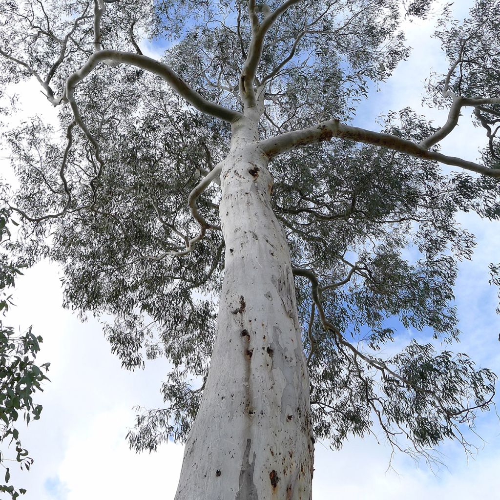 Hopeaeukalyptus - Eucalyptus rubida