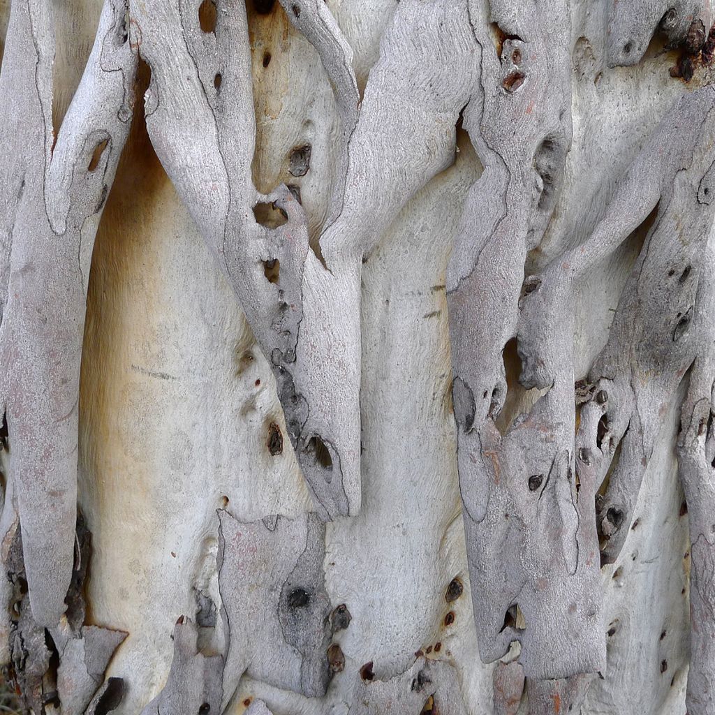 Hopeaeukalyptus - Eucalyptus rubida