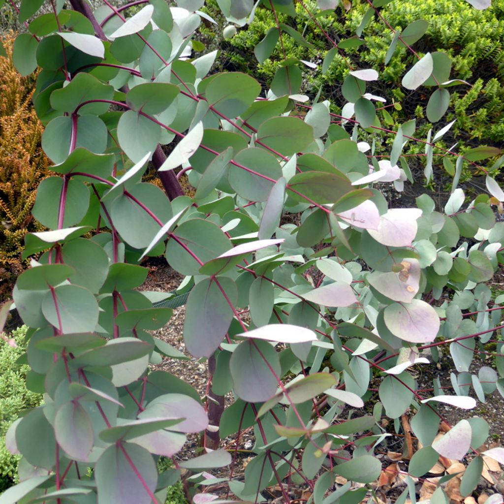 Hopeaeukalyptus - Eucalyptus rubida
