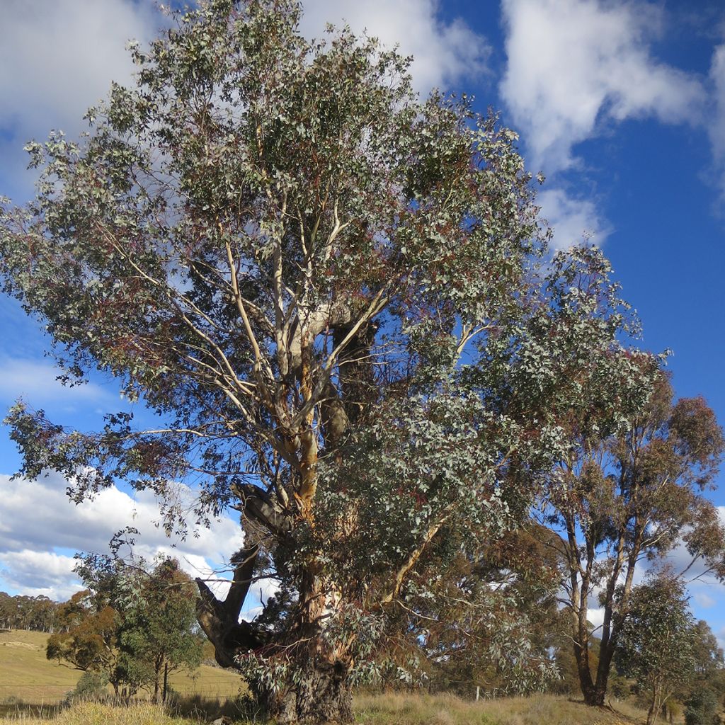 Hopeaeukalyptus - Eucalyptus rubida