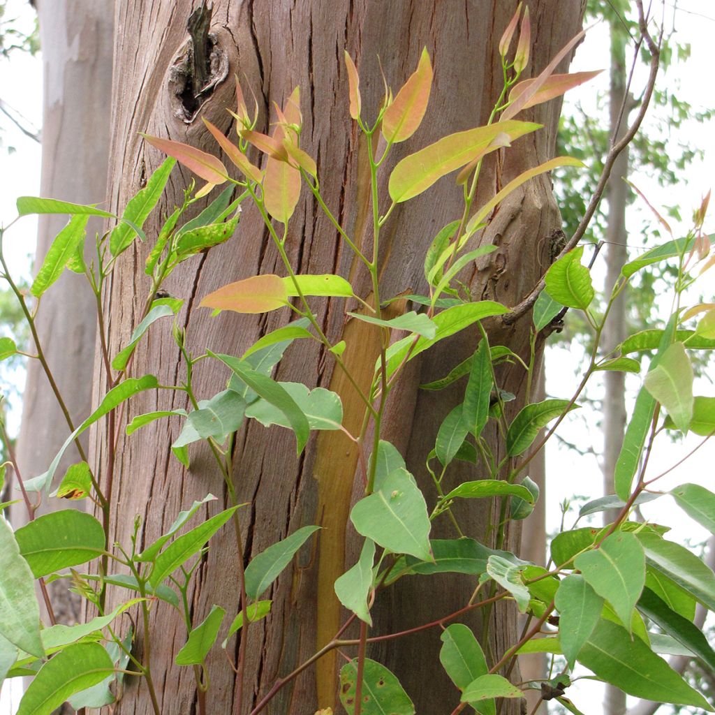 Sydneyneukalyptus - Eucalyptus saligna