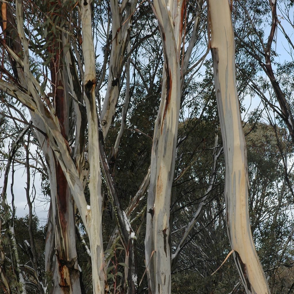 Sydneyneukalyptus - Eucalyptus saligna