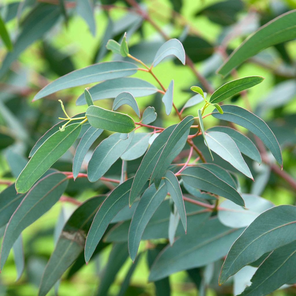 Hopeaeukalyptus - Eucalyptus saxatilis