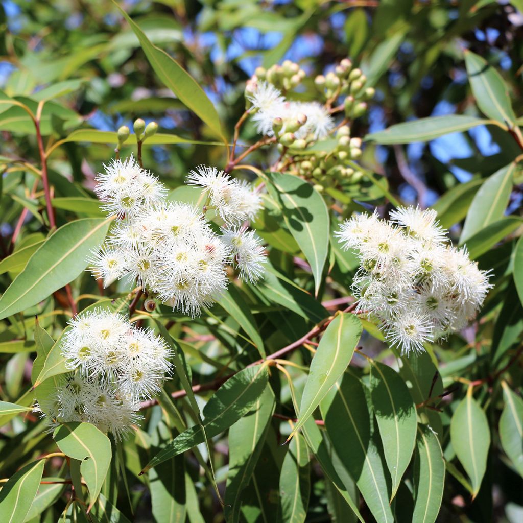 Hopeaeukalyptus - Eucalyptus scoparia