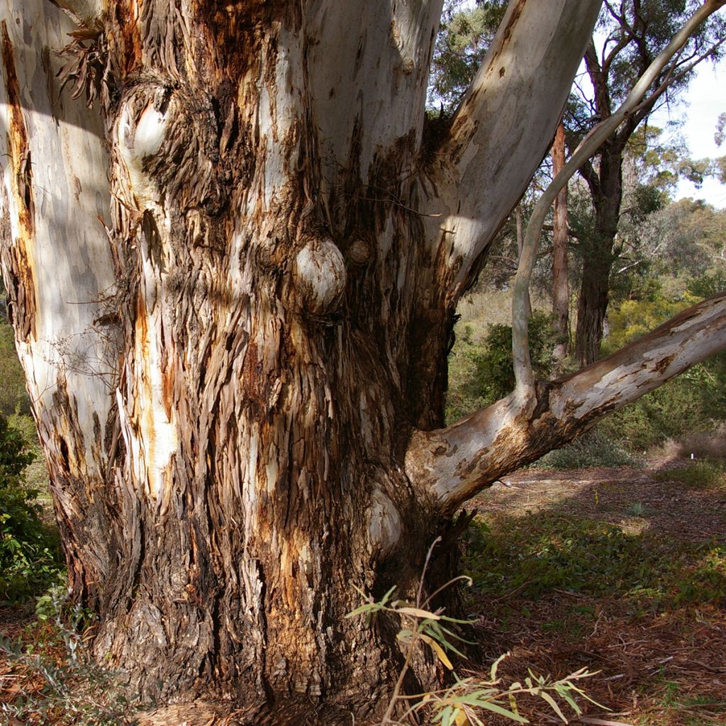 Hopeaeukalyptus - Eucalyptus scoparia