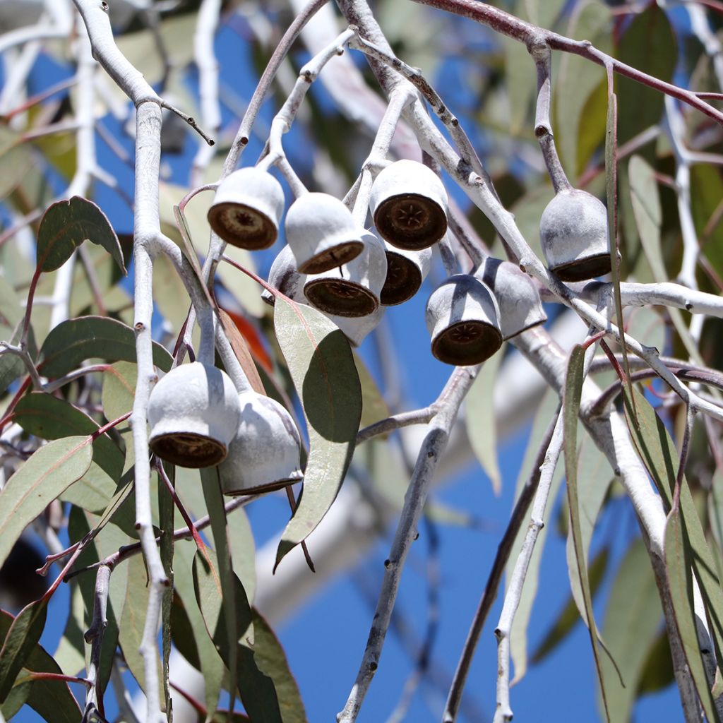 Hopeaeukalyptus - Eucalyptus scoparia