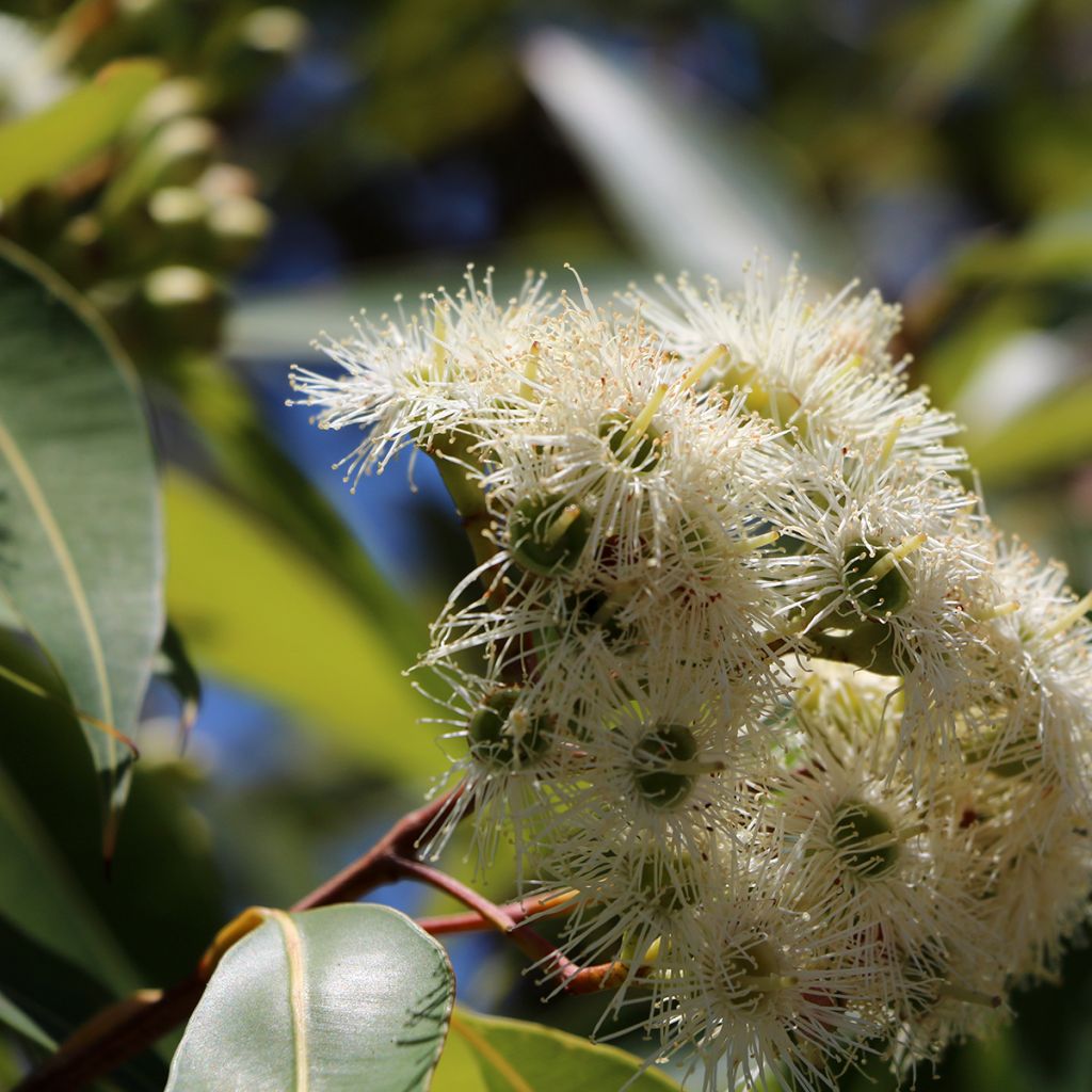 Hopeaeukalyptus - Eucalyptus scoparia