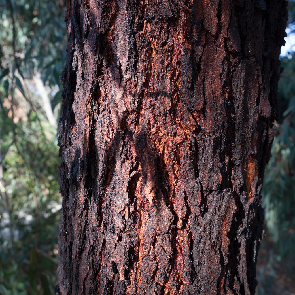 Hopeaeukalyptus - Eucalyptus sideroxylon