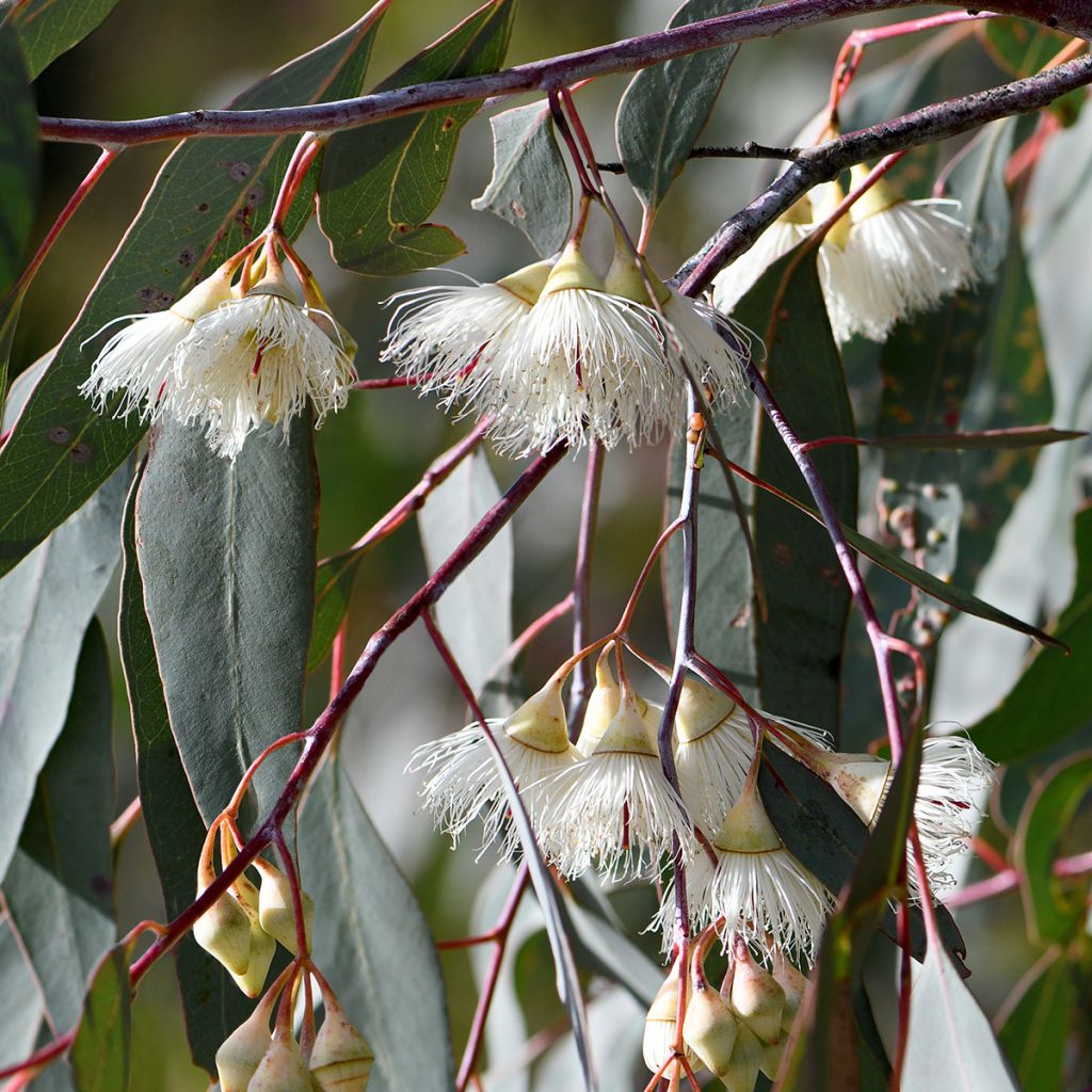 Hopeaeukalyptus - Eucalyptus sideroxylon